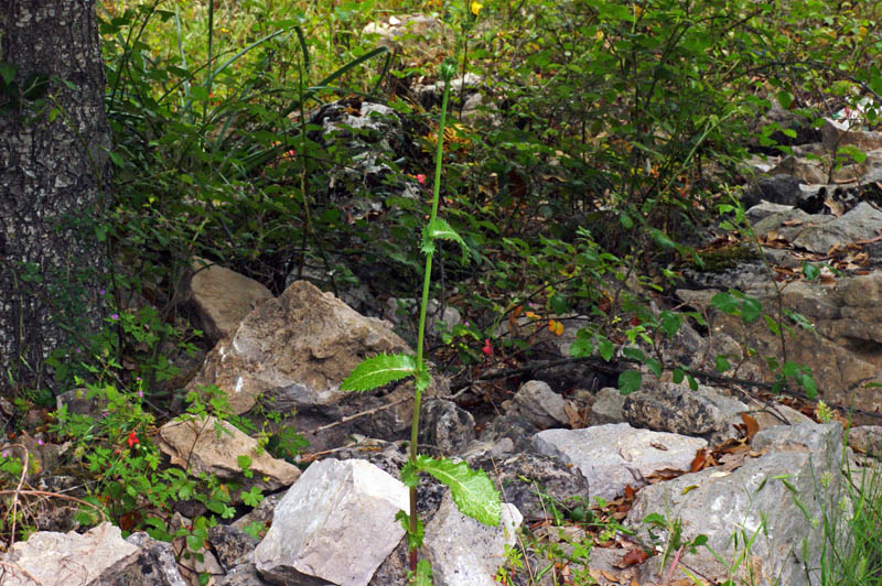 Sonchus asper